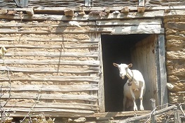 countryside ovca days